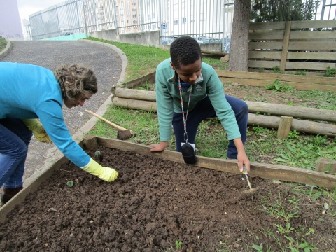 A primeira plantação morangueiros que uma aluna trouxe ao saber do início do projeto da horta